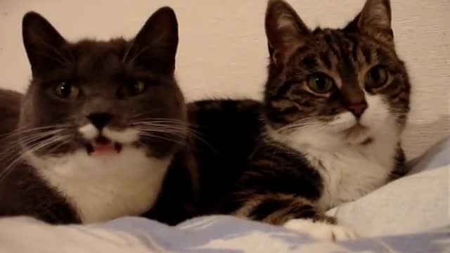 Cats are talking. A wonderful duet.