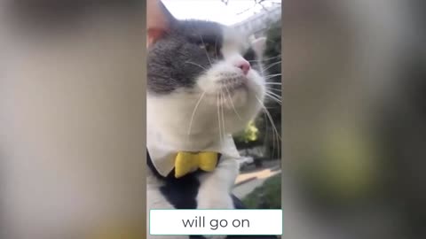 Cats talking , singing cats i'm alive Part 3