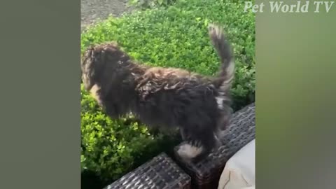 FUNNY ANIMALS