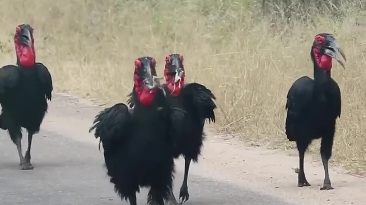 SOUTHERN GROUND HORNBILLS