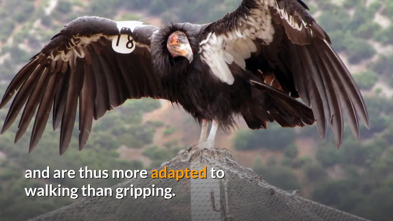 California Condor || Description, Characteristics and Facts!