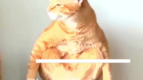 Funny Animal Videos 2024 Best Dogs And Cats Videos 😺😍 #56,98u