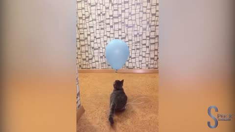 Gato vs Balão - Cat vs Baloon