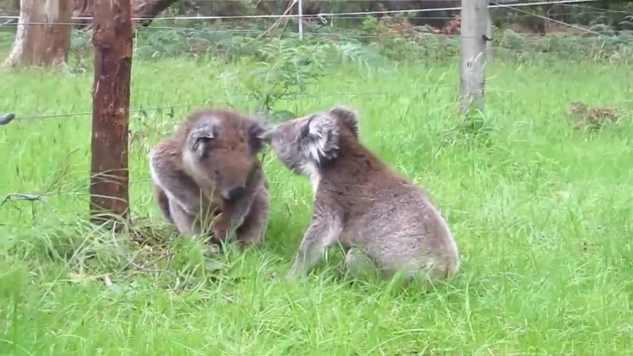 Koala fight