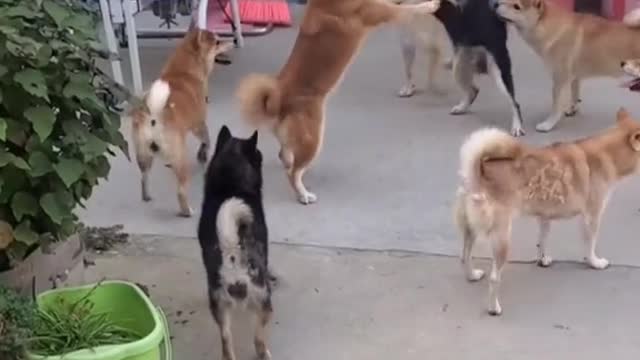 Fighting for your place is like a gangster