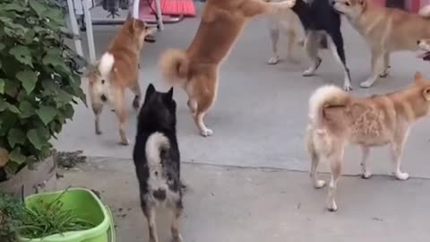 Fighting for your place is like a gangster