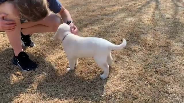 Charlie the Lab Puppy Takes His Temperament Test!