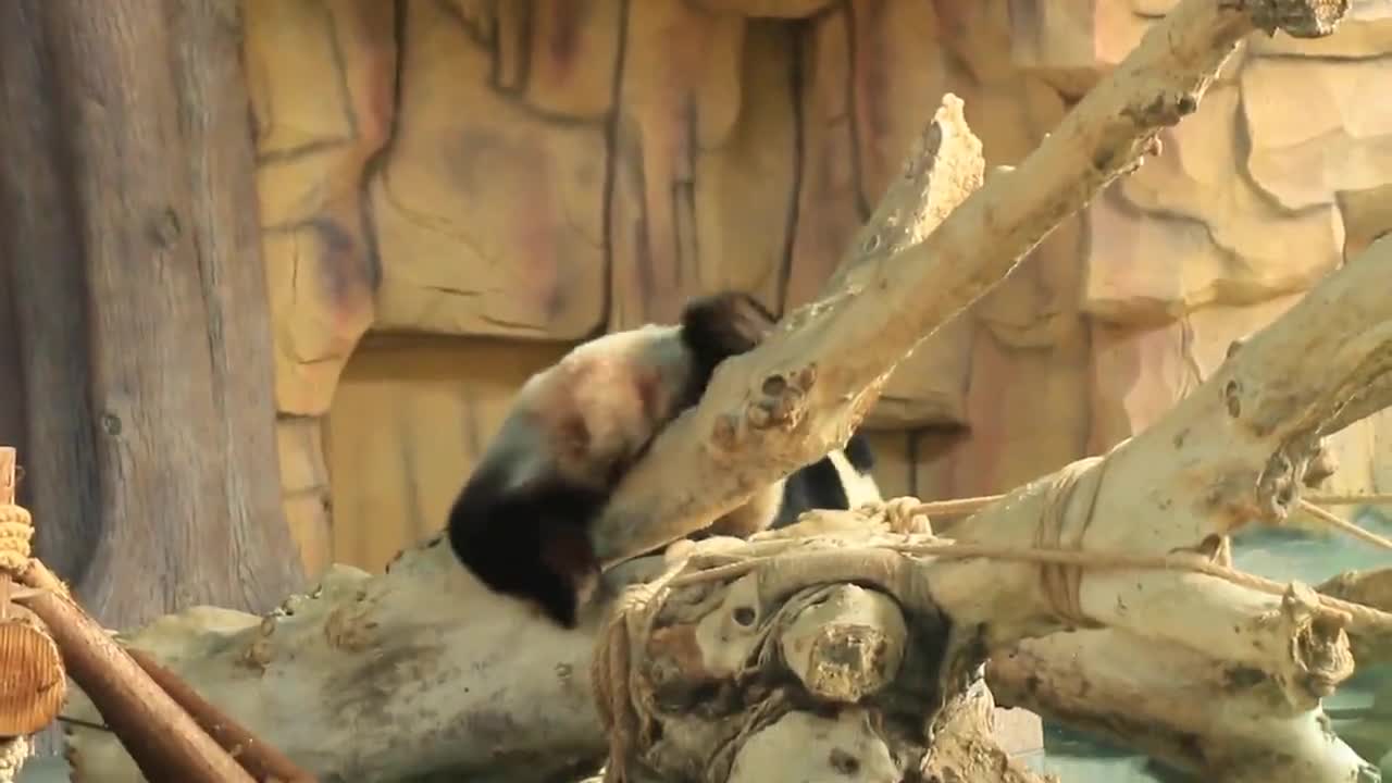 Fantastic Beasts Pandas # More fun at the zoo