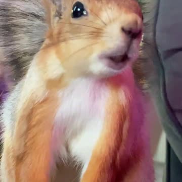 Singing red squirrel.....