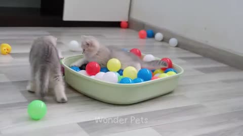 Best Funny Animals 2023 🤩