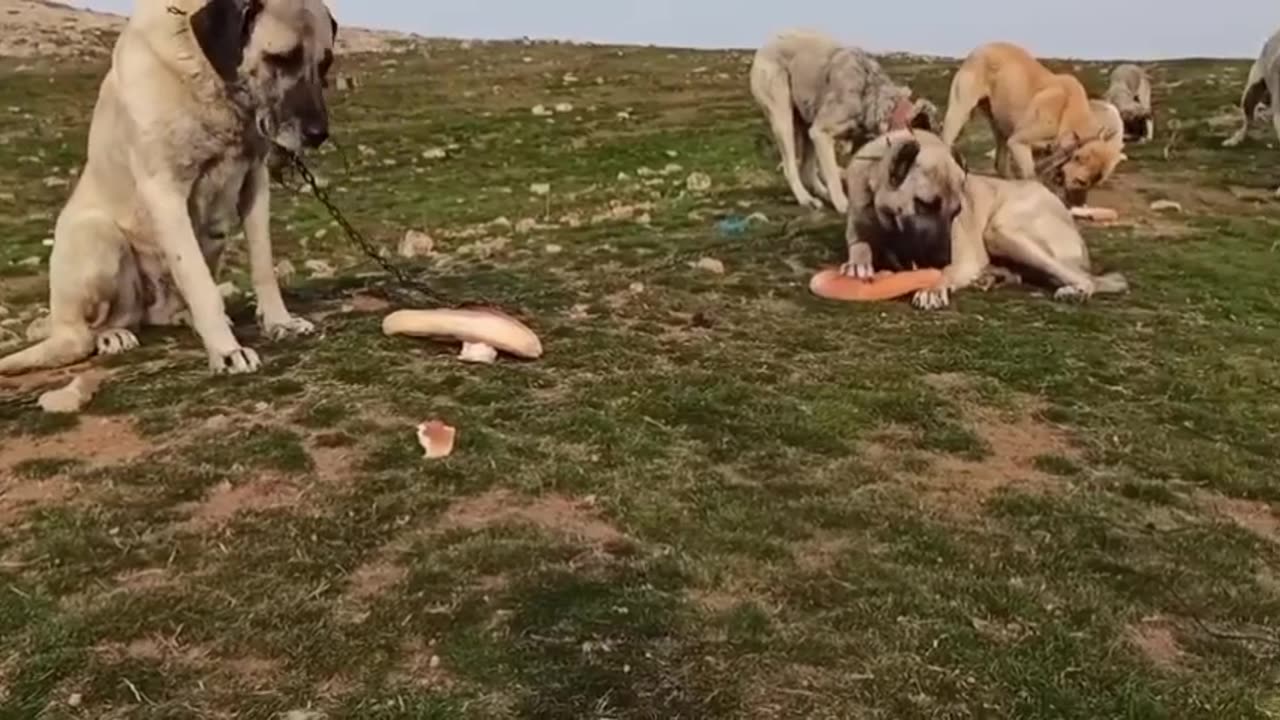 A shepherd from Syria , living in the mountain with two brothers