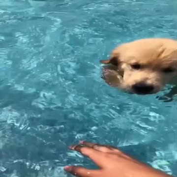 Funny dog swimming pool
