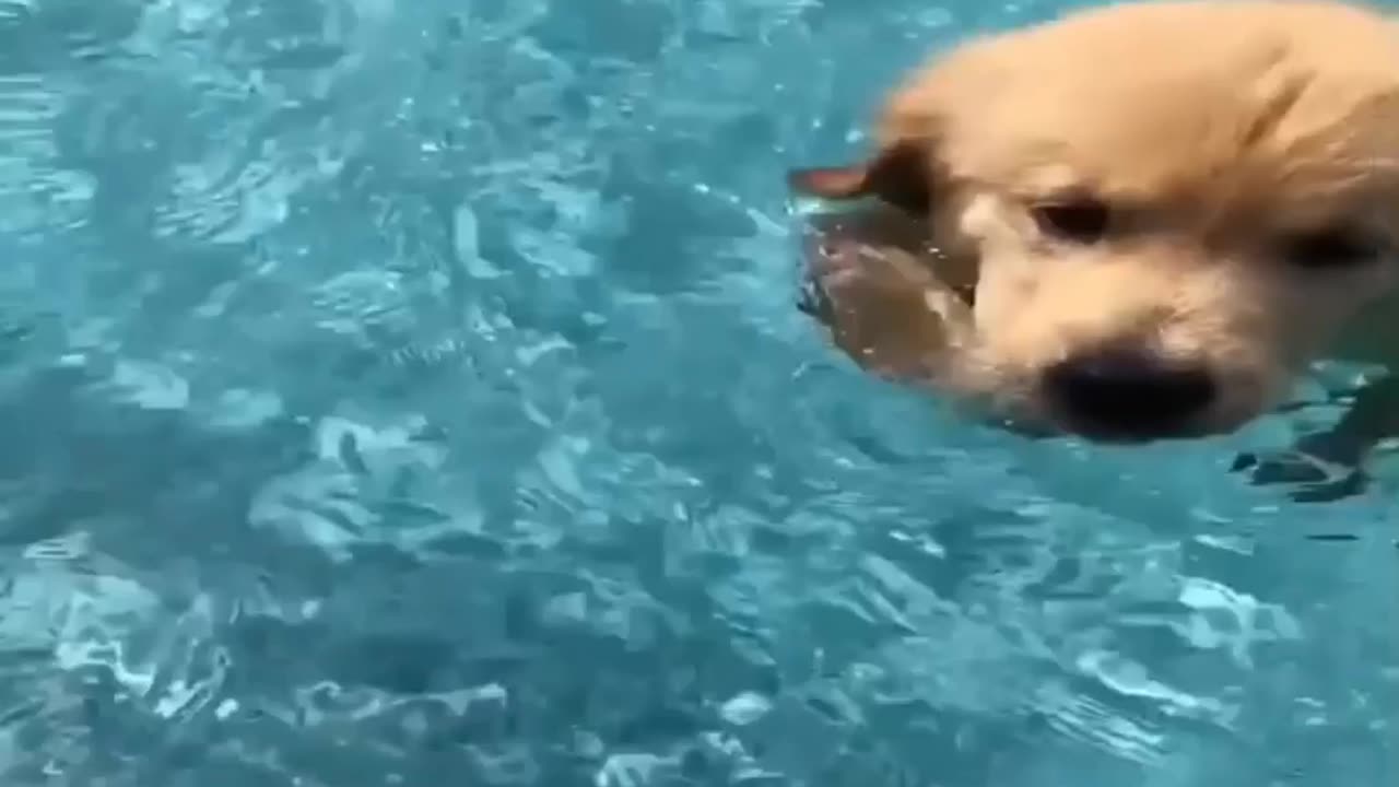 Funny dog swimming pool