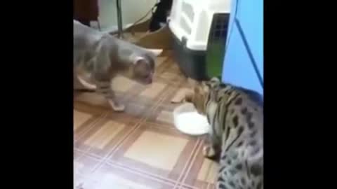 Cats share food