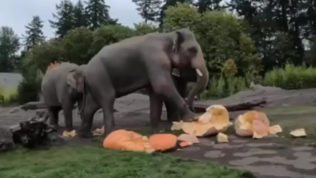 Elephant Power