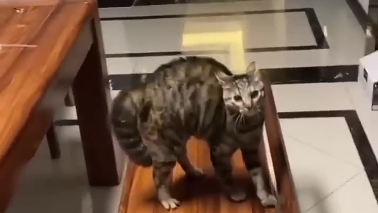 5 Funny cats