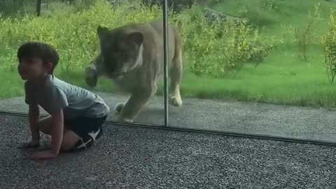 #Lion tries to catch some kids || Viral video