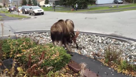 Watch Moose Fight in a Quiet Alaska Suburb