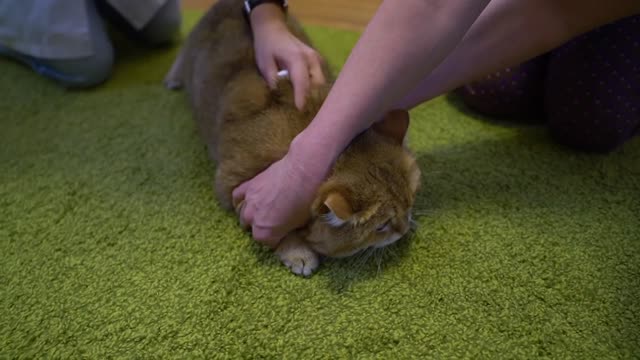 Veterinary doctor and Hosico