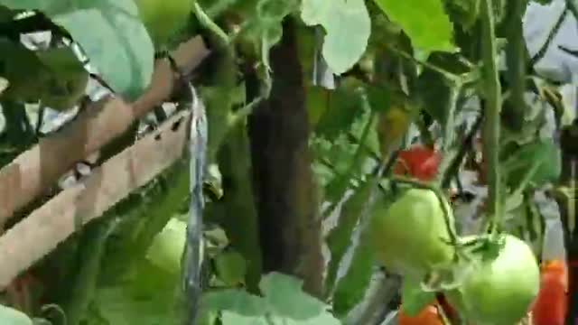 Viral shorts-Cultivation of tomatoes bears fruit