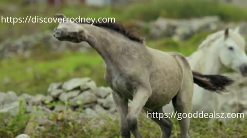 Wild Horses