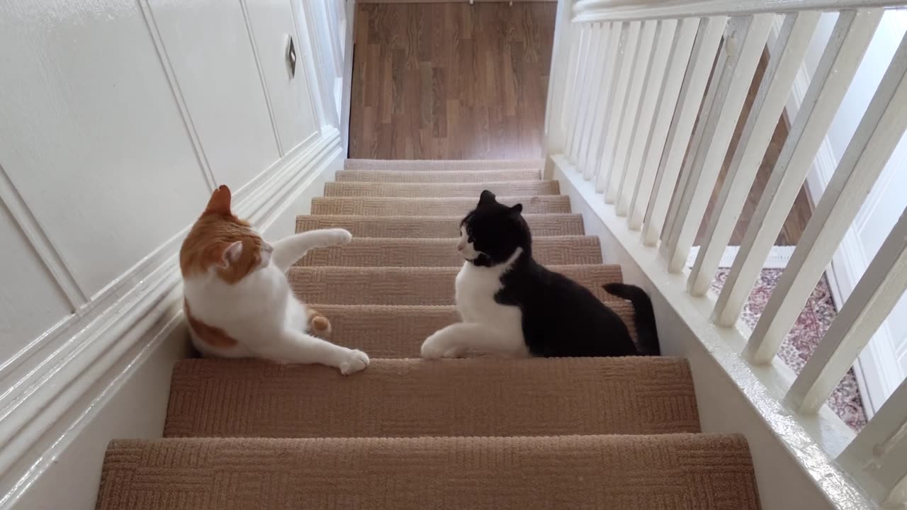 Cat_Fight_On_The_Stairs