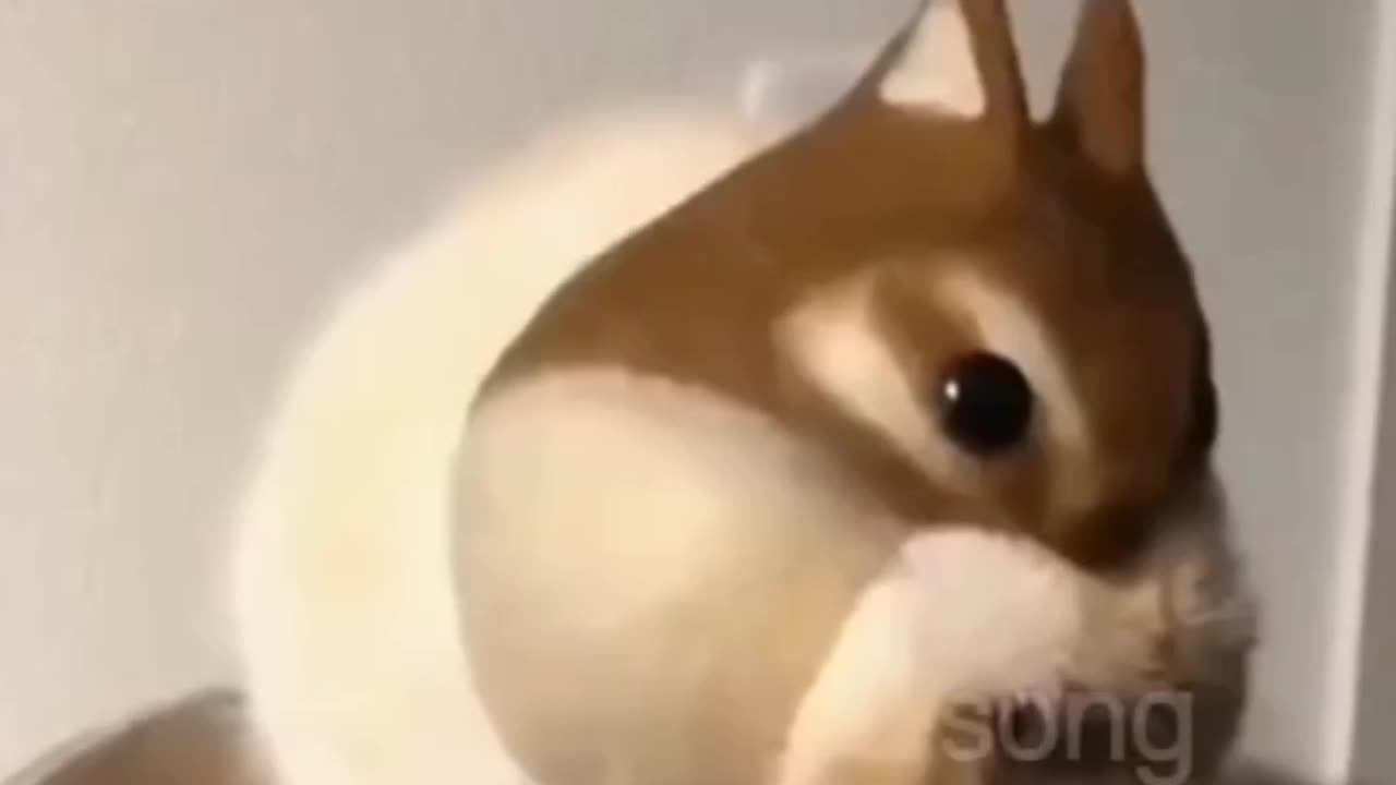 Amazing and funny cat video . Cute little cats 🐈 😻