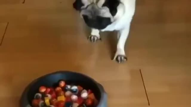 Dogs giving more trick than treat. Watch their funny reaction.