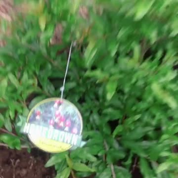 Pomegranate plantation