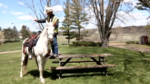 Teaching Romeo to pick up his rider from a raised mounting platform - Second Session - 26 April 2023