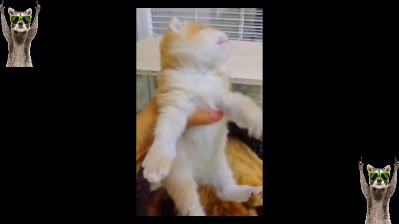 Funniest Cats And Dogs Videos 😂 - Best Funny Animal Videos 2023 😅