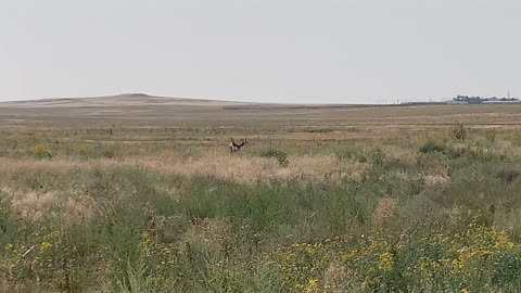 Rocky Mountain Arsenal Wildlife Refuge