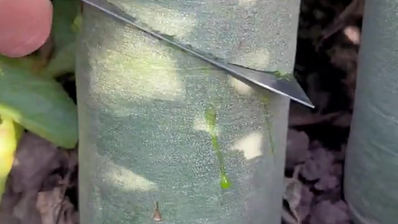 The green radish is very fresh and sweet - That's so great