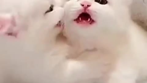 Cute Baby Cat Playing Video