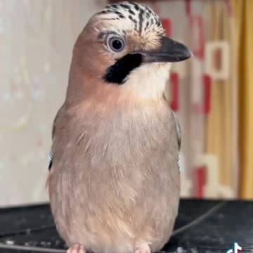 This Bird Identifies As A Cat