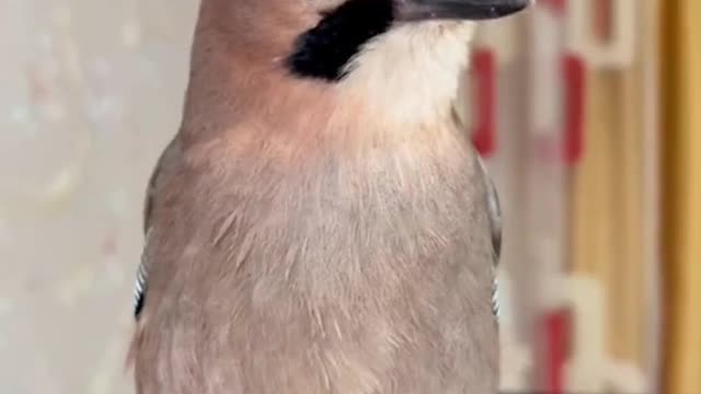 This Bird Identifies As A Cat