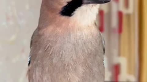 This Bird Identifies As A Cat