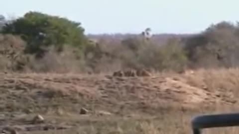 Battle at Kruger
