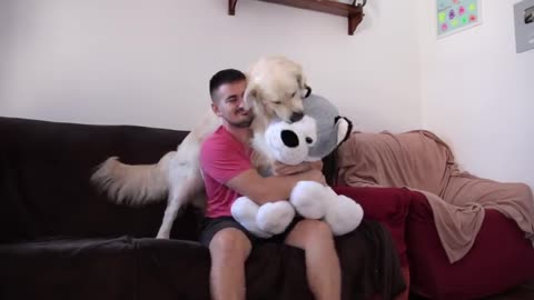 Funny Dog Reacts to My Hugs with Stuffed Toy Dog [TRY NOT TO LAUGH]