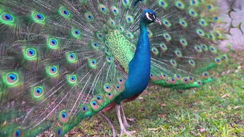 The beauty of nature: the peacock in a wonderful picture