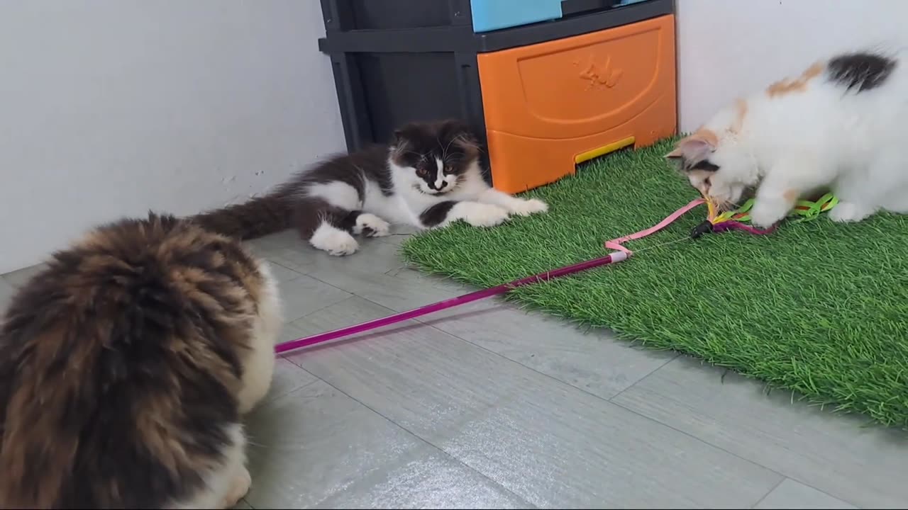 Kitten Miko also wants to play with the toy and he's waiting for his turn to play with the toy