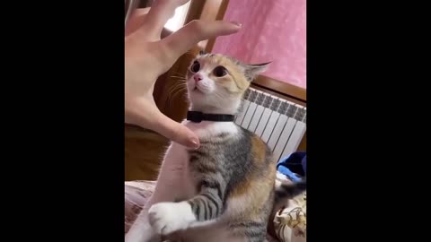 Funny animal 🤣 funniest cats and dogs video 🤣🤣😂😂