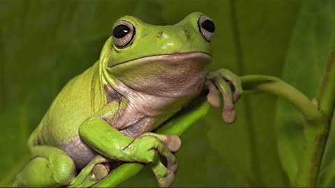Frog and snake