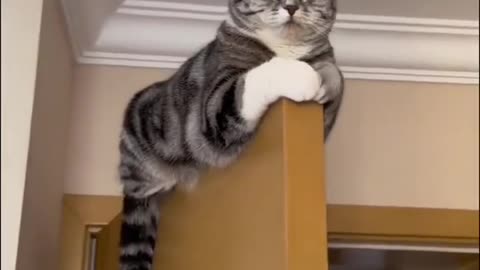 Cute and funny cat video.