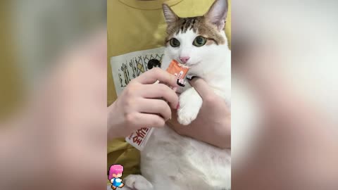 A little cat afraid of physical examination
