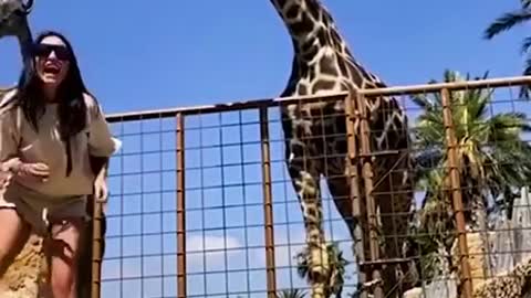 giraffe not playing around