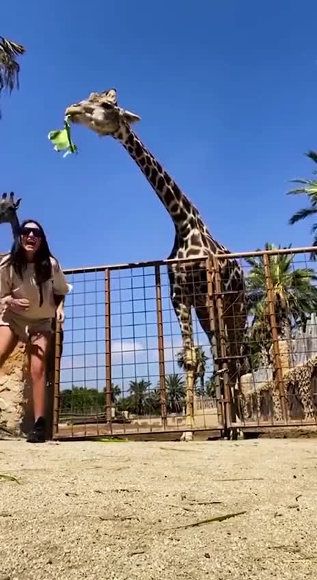 giraffe not playing around