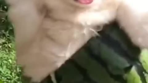 Cute dog