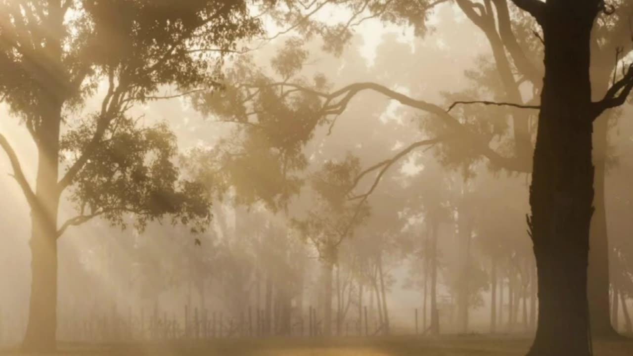 Bird Sounds Spectacular Morning Bird Song with cinematic music