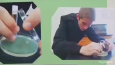 effectiveness of Oregano vs Amoxicillin on bacteria